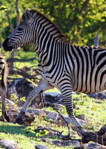 Zebra