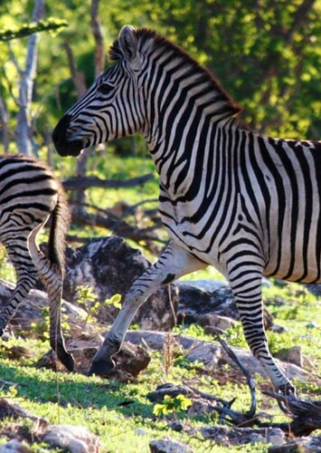 Zebra