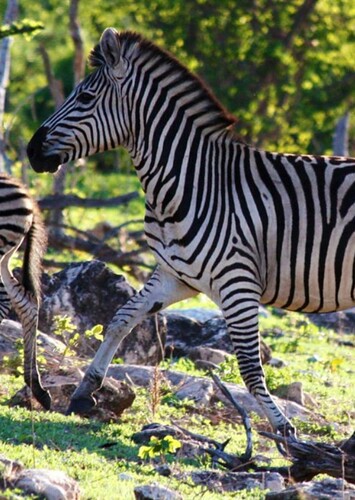 Zebra