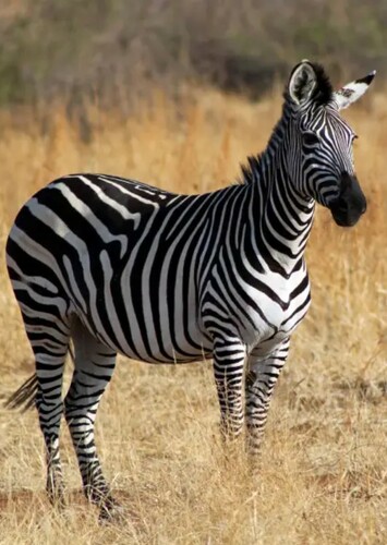 Zebra Fan Casting for Atlas of the Natural World (My Version) | myCast ...