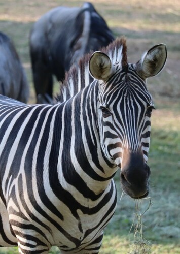 Zebra