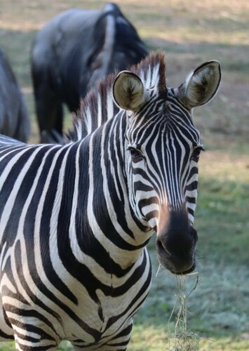 Zebra