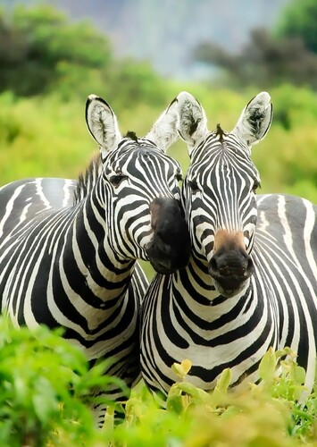 Zebra