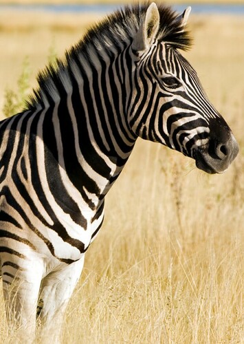 Zebra