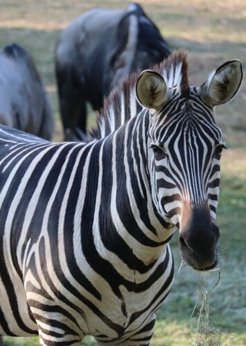 Zebra