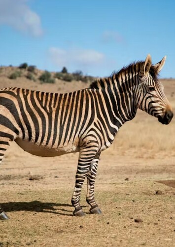 Zebra