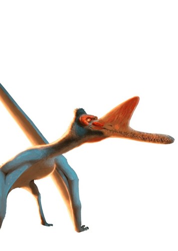 Zhenyuanopterus