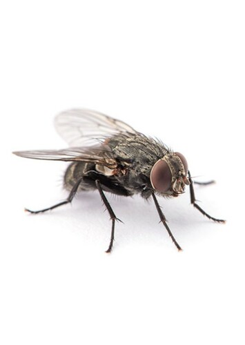 Zipper the Fly