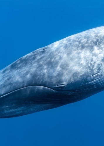Zoey the Blue Whale