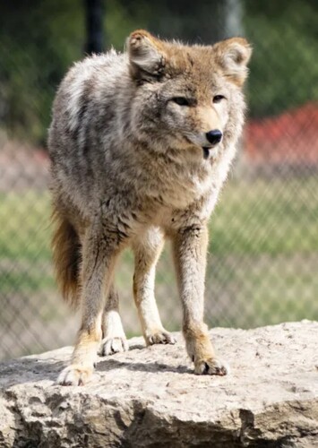 Zollman Zoo