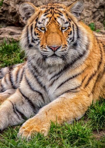Zoo Hluboká