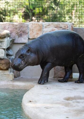 Zoosiana