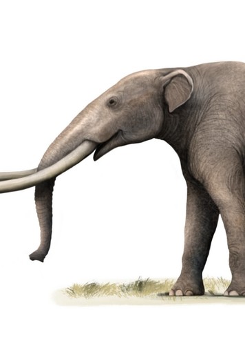 Zygolophodon