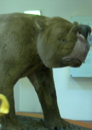 Zygomaturus