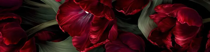 Ale Díaz's banner