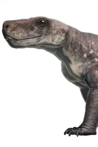 Promoschorhynchus