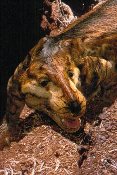 Thrinaxodon