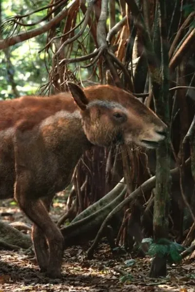 Propalaeotherium