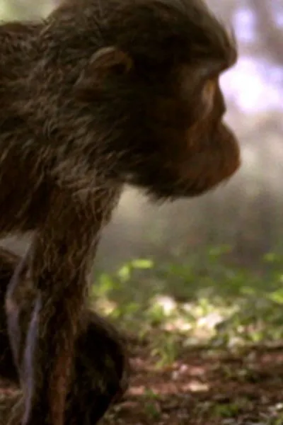 Australopithecus