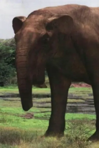 Deinotherium