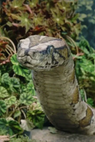 Snake