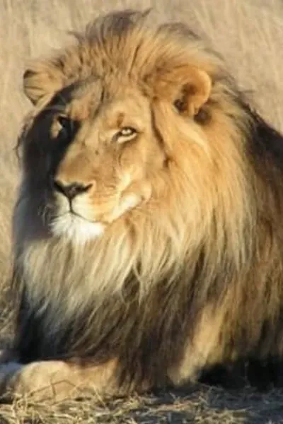Mufasa