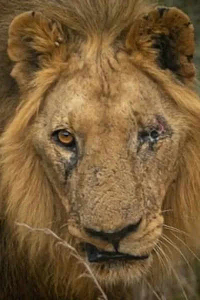 Scar