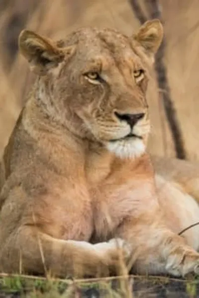 Sarabi