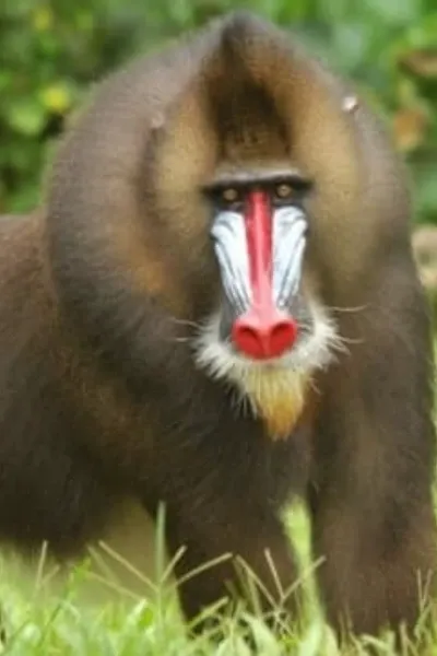 Rafiki