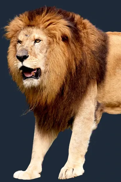 Samson