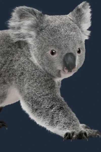 Nigel