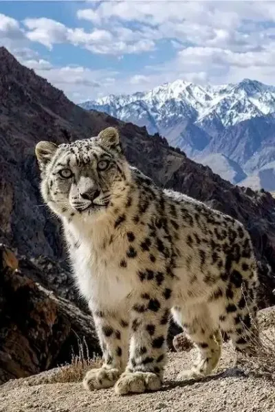 Snow Leopard