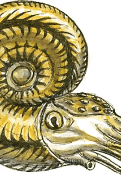 Goniatites