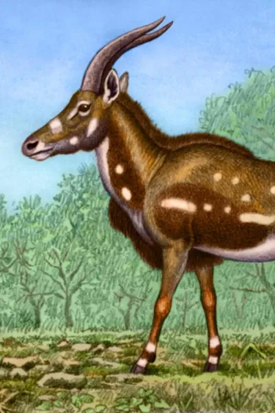 Miotragocerus