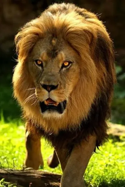 Animals Appearances