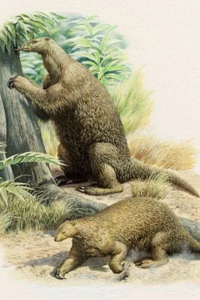 Hapalops