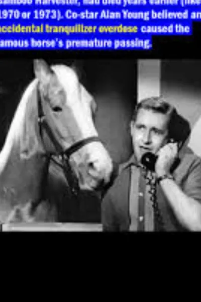 Mr. Ed