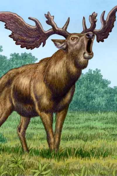 Praemegaceros