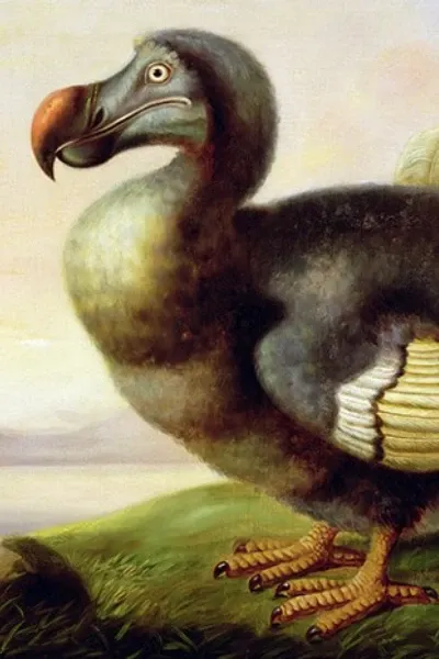 Dodo bird