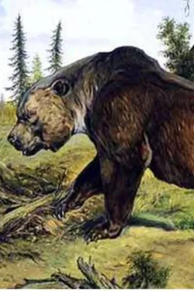Atlas bear