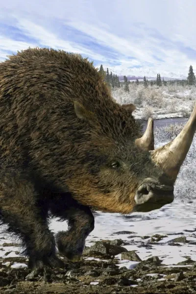 Woolly rhinoceros