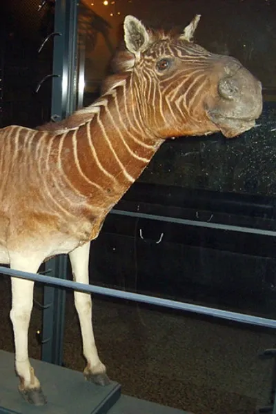 Quagga