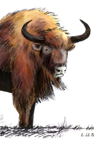 Aurochs
