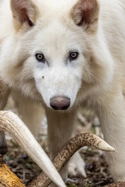 Dire wolf