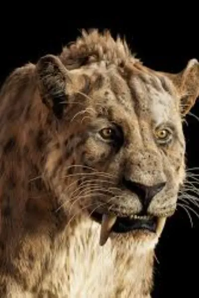 Smilodon