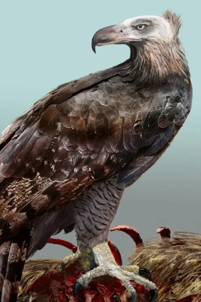 Haast's eagle