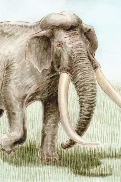 Palaeoloxodon