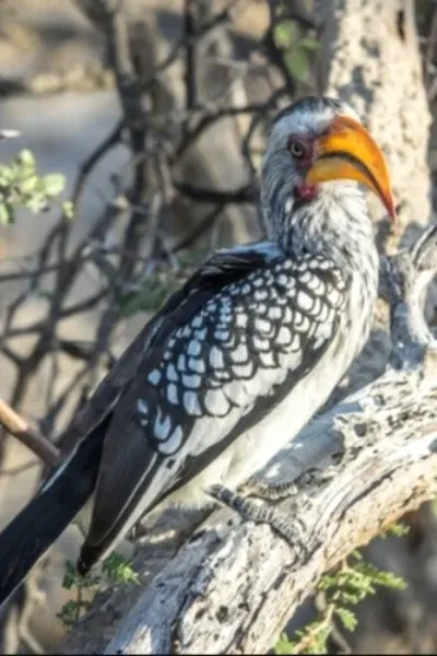 Zazu