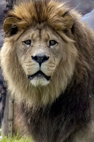 Obasi