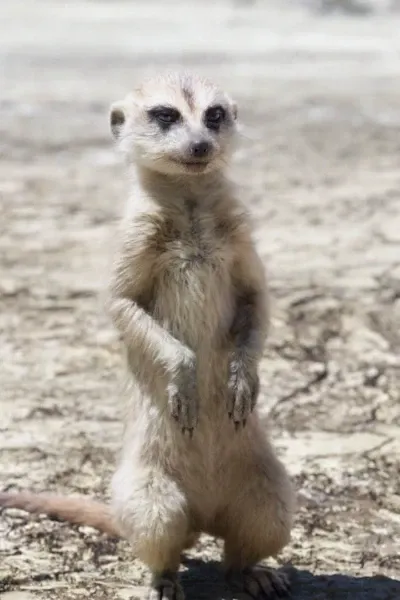 Timon